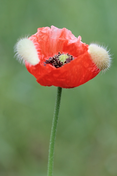 coquelicot 1730.JPG