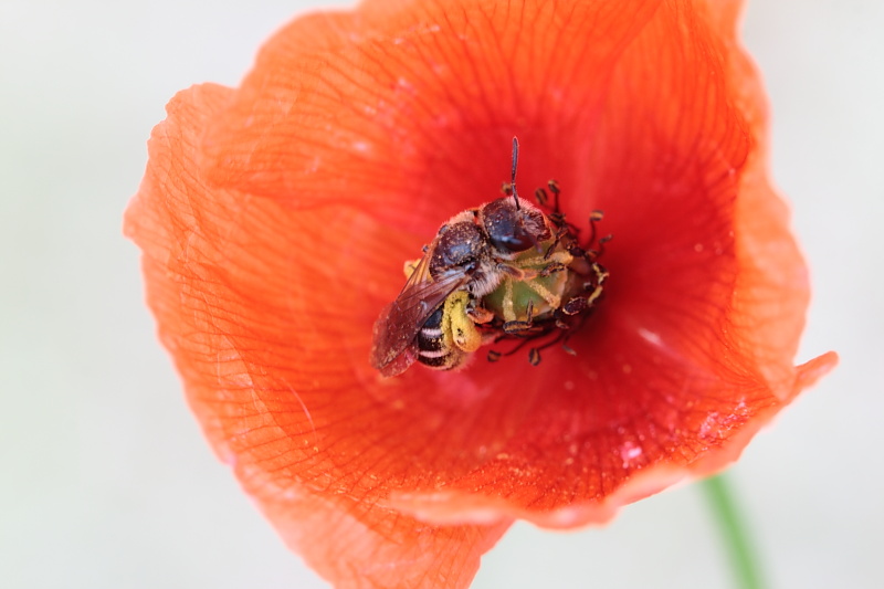 coquelicot 1771.JPG