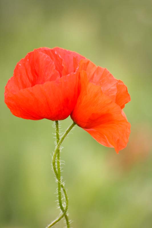 macro coquelicots etc 026.jpg