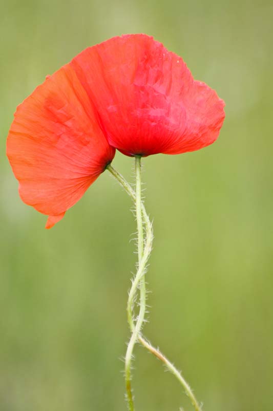 macro coquelicots etc 022.jpg