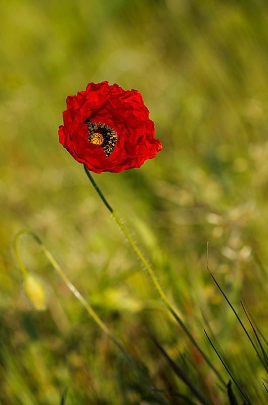 COQUELICOT.jpg