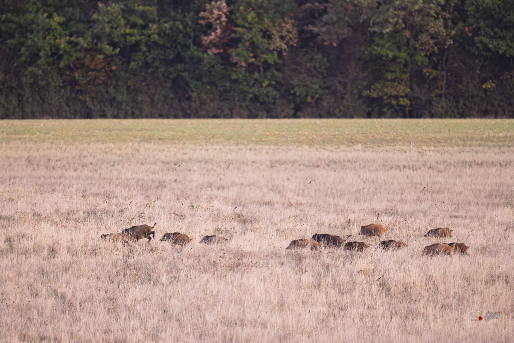 Sanglier (Sus scrofa) Wild boar-223.jpg