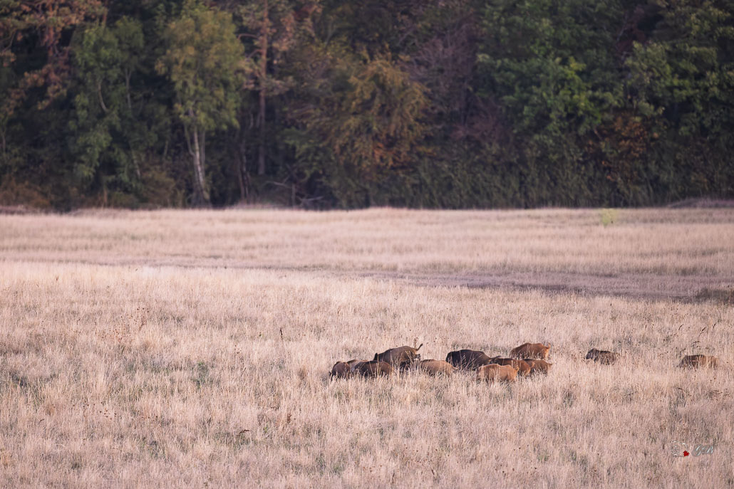 Sanglier (Sus scrofa) Wild boar-228.jpg