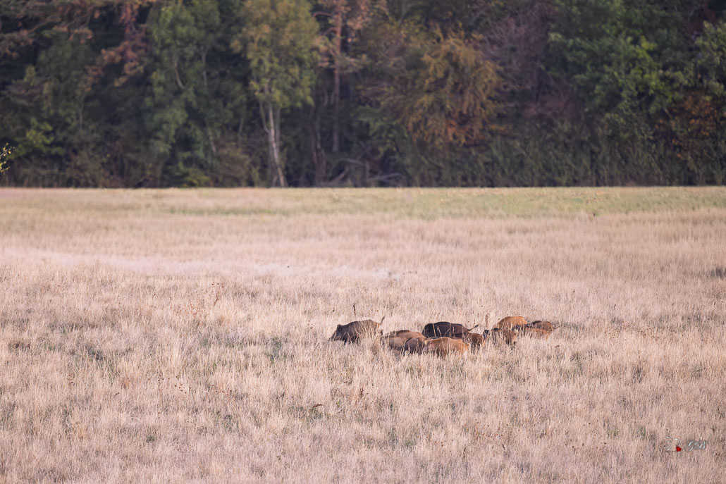 Sanglier (Sus scrofa) Wild boar-229.jpg