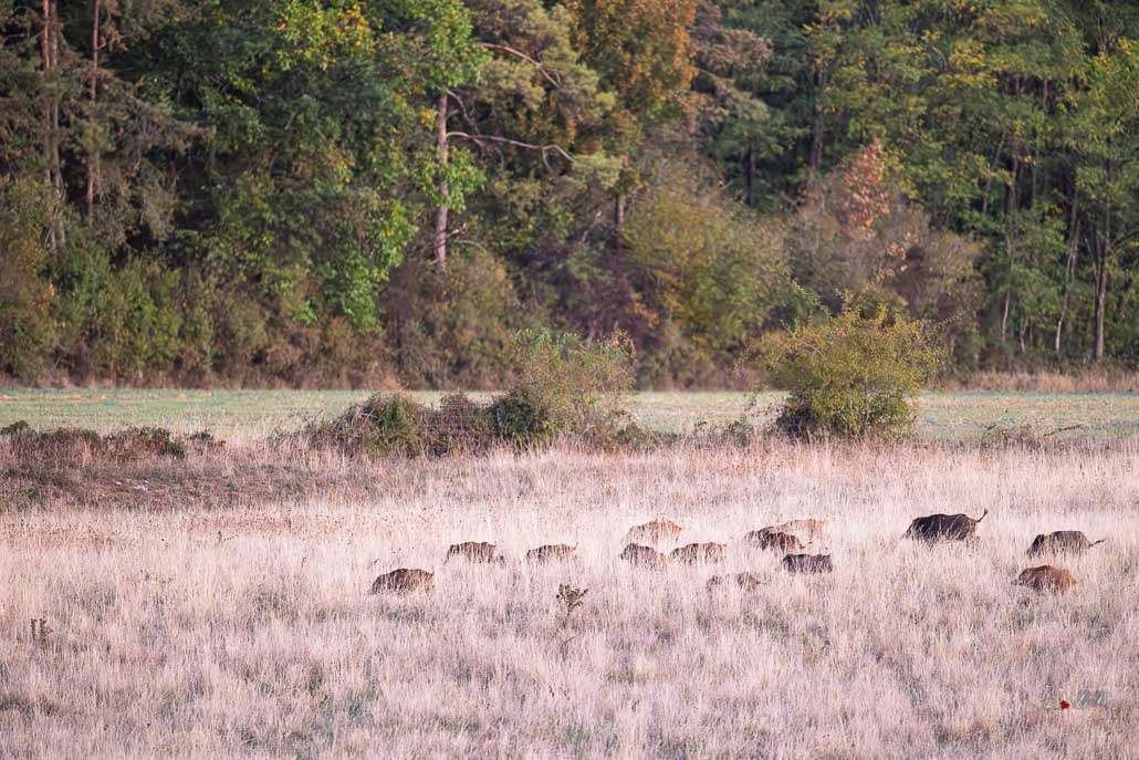 Sanglier (Sus scrofa) Wild boar-231.jpg