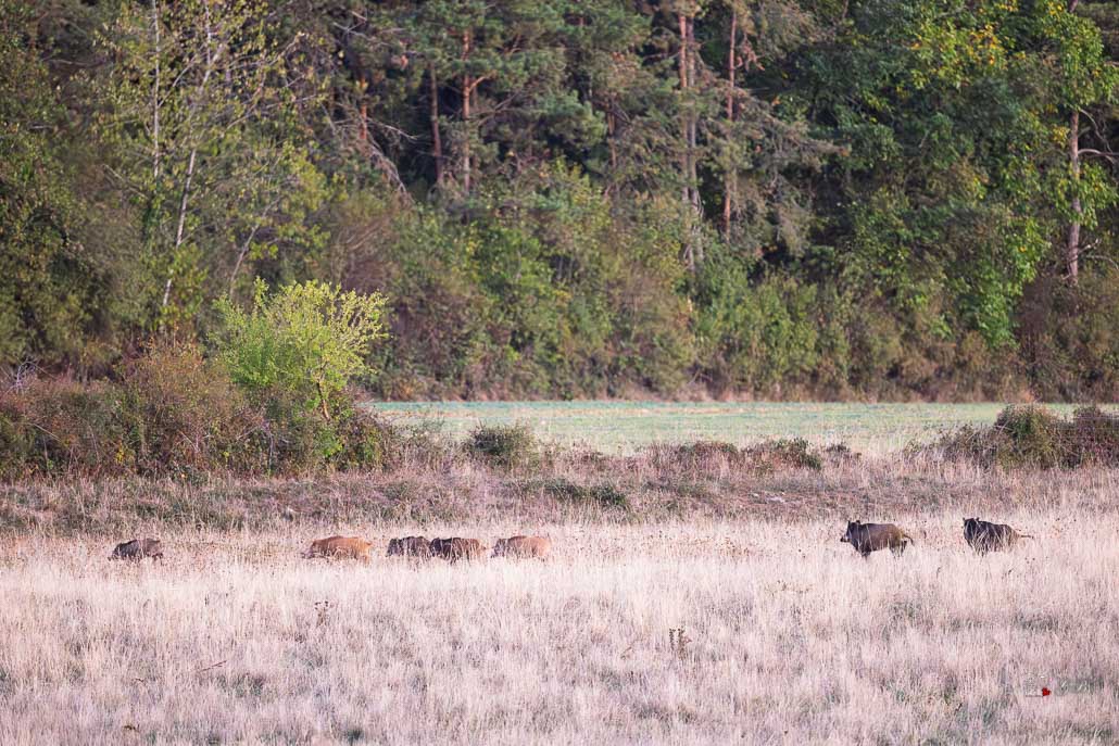 Sanglier (Sus scrofa) Wild boar-233.jpg