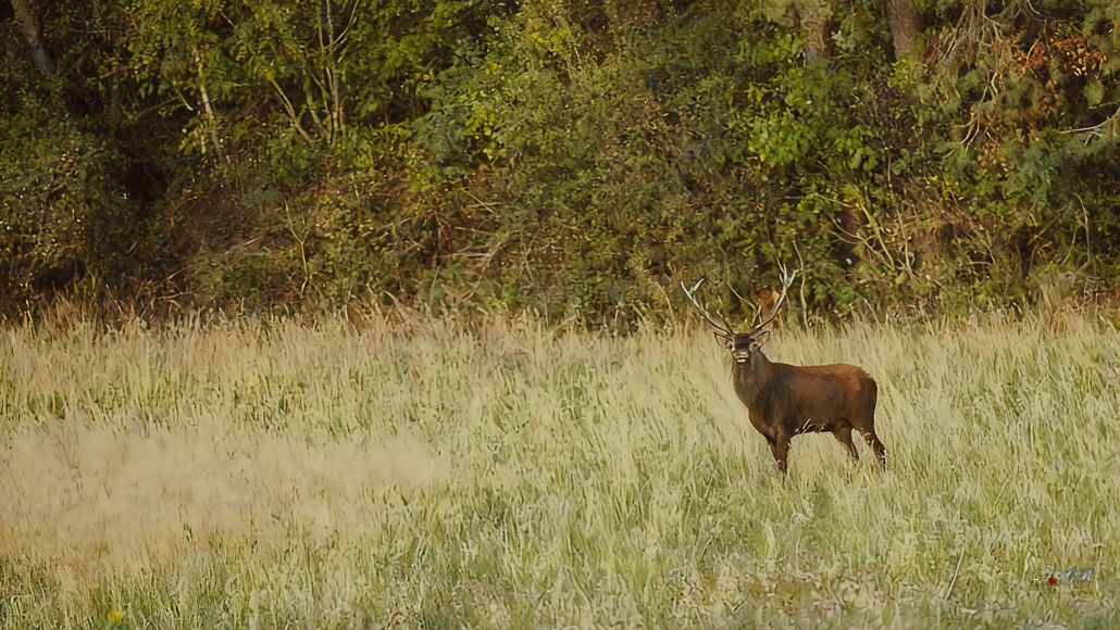 Cerf Elaphe (Cervus elaphus) Red deer-406_Restored-2.jpg