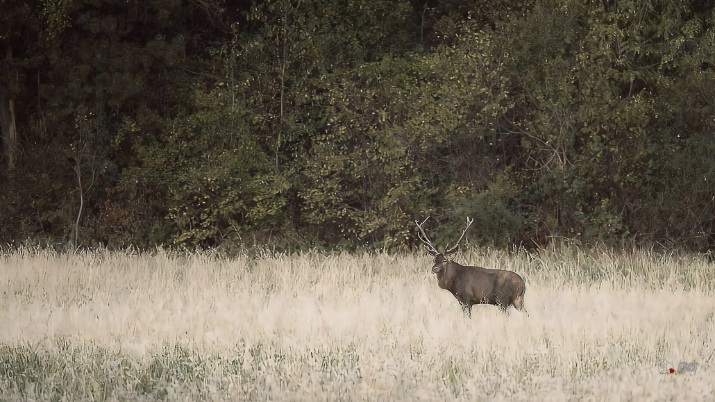 Cerf Elaphe (Cervus elaphus) Red deer-408_Restored-2.jpg