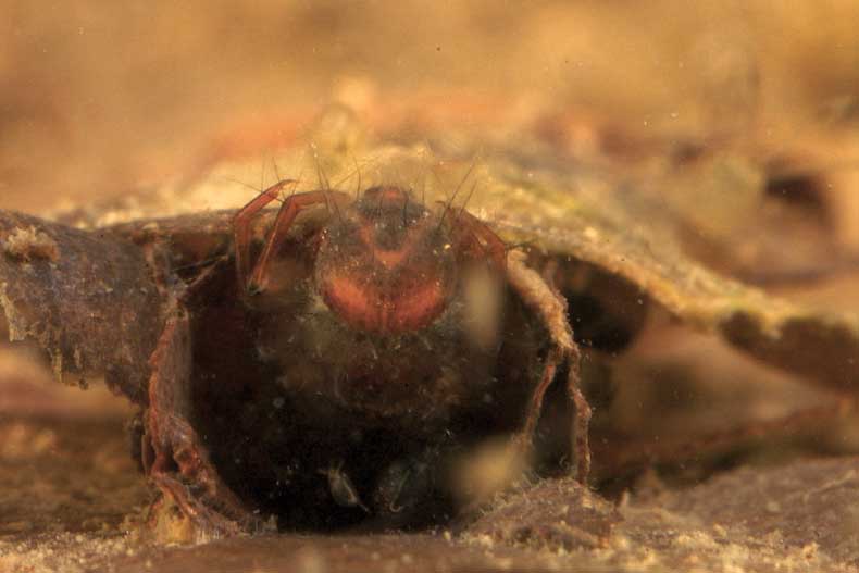 larveAqua4.jpg