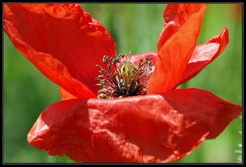 Coquelicot.jpg