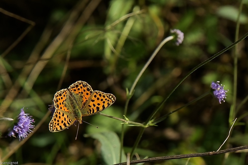 DSC_3420_001DSC_3420_01.JPG