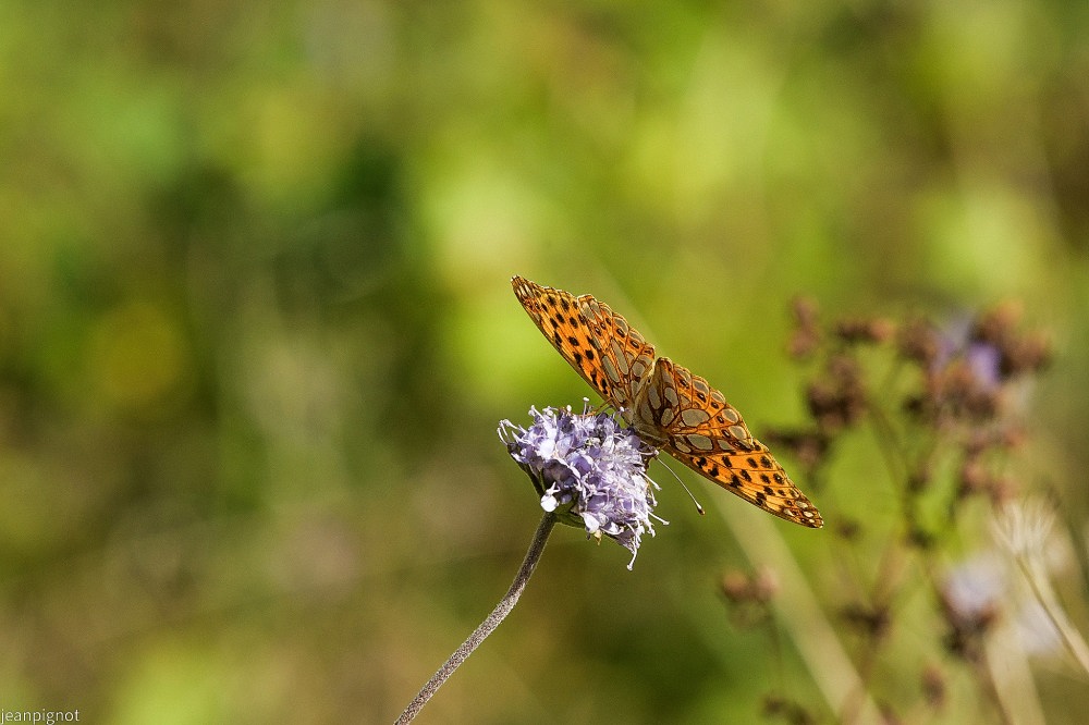 DSC_3425_001DSC_3425.JPG