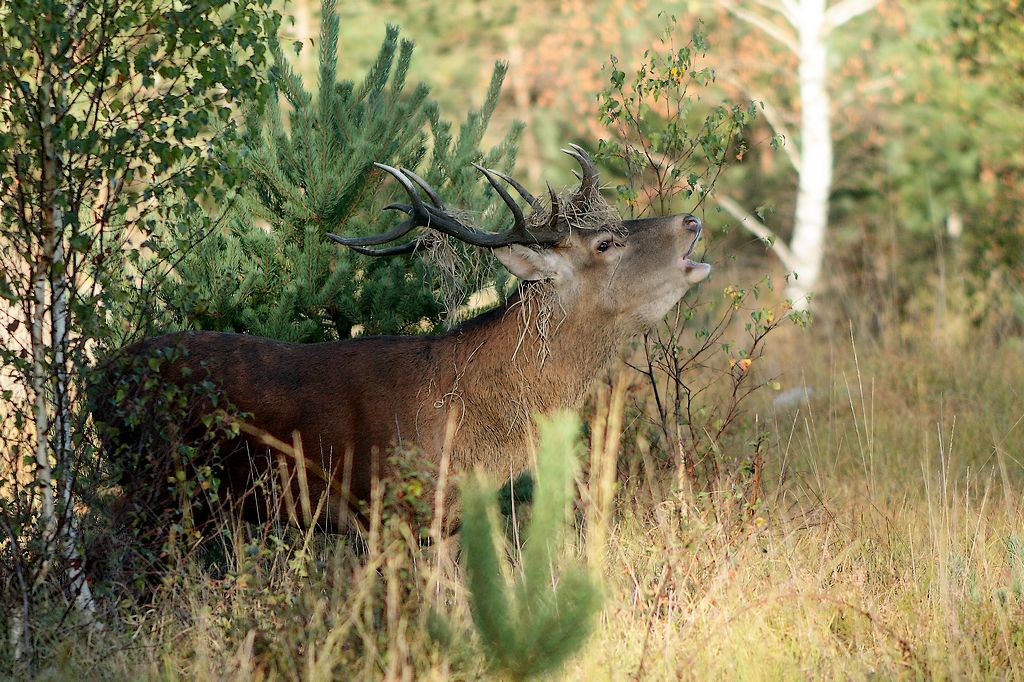 cerf brame -1-bis.JPG