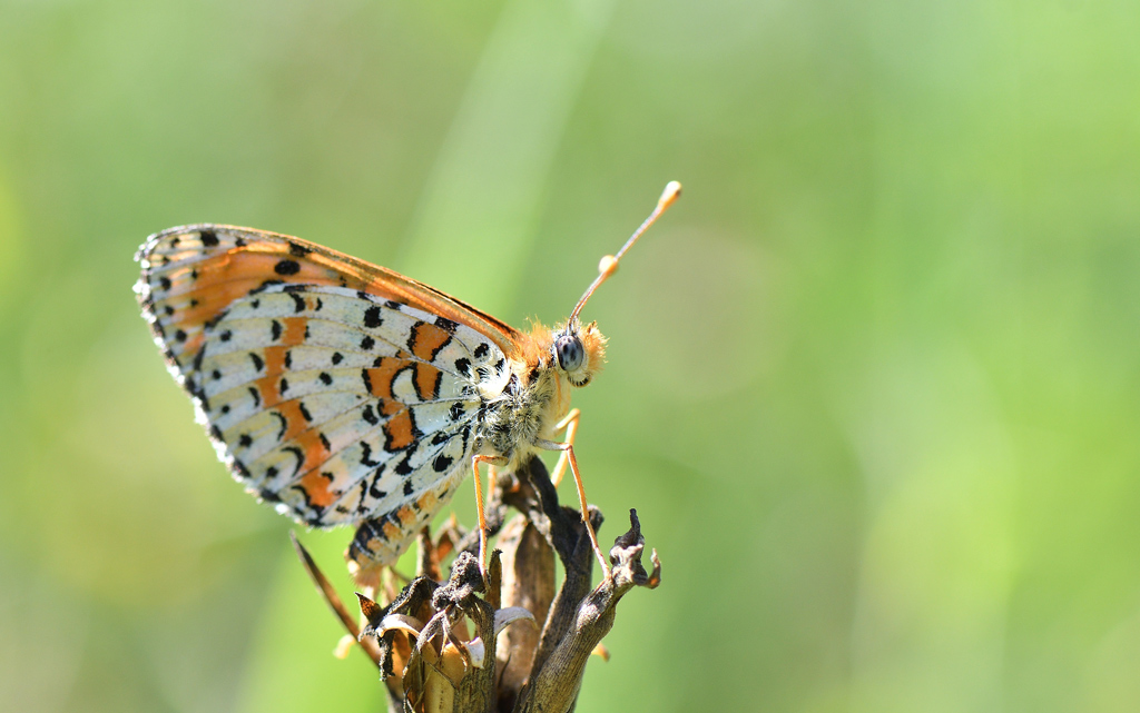 DSC_2323.jpg