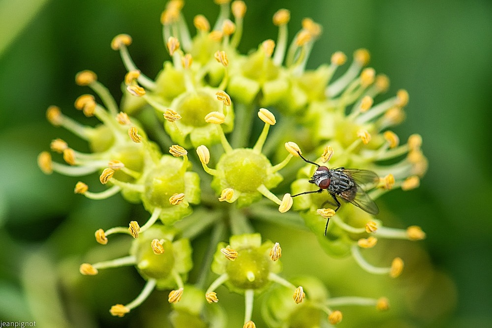 N9 mouche domestique.JPG