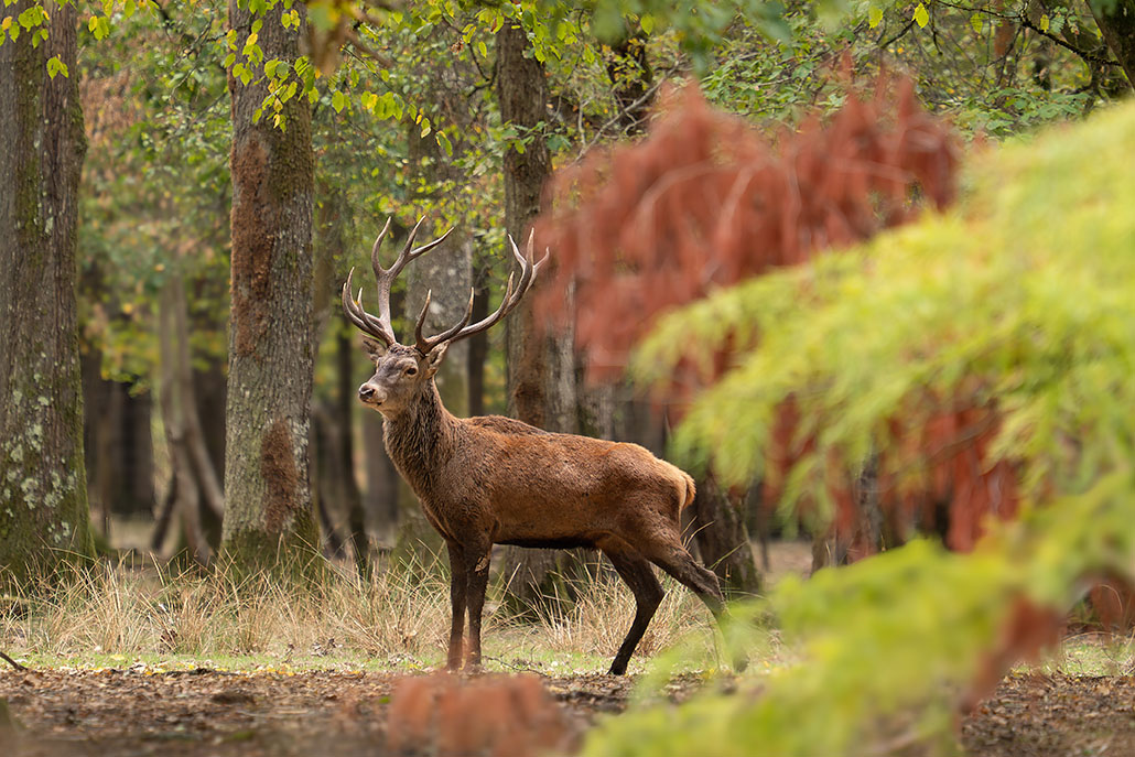 Cerf-1.jpg