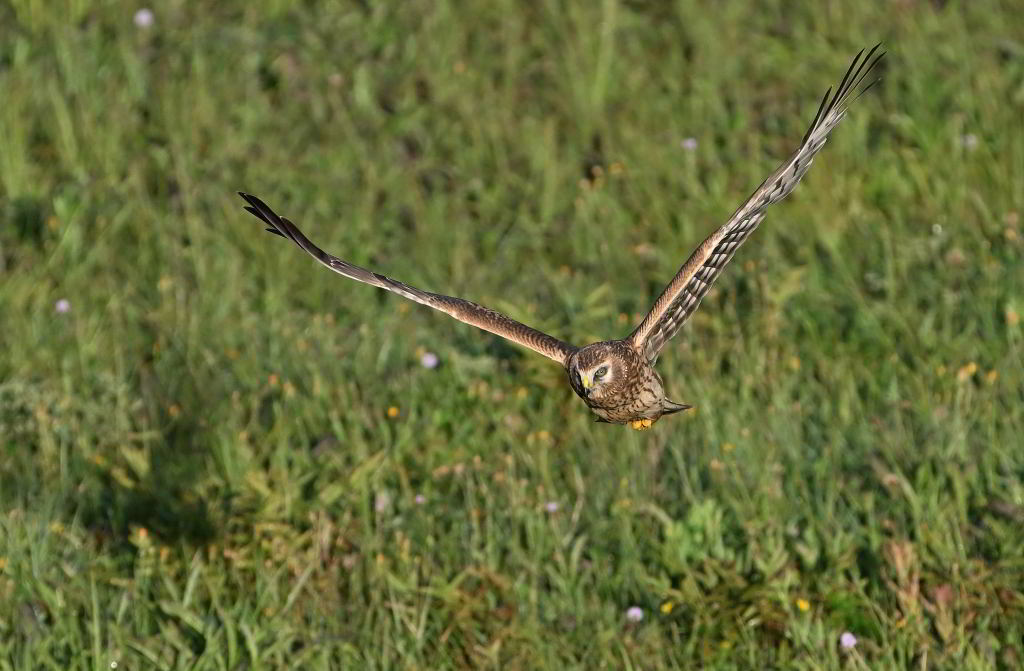 ZSC_2676.JPG
