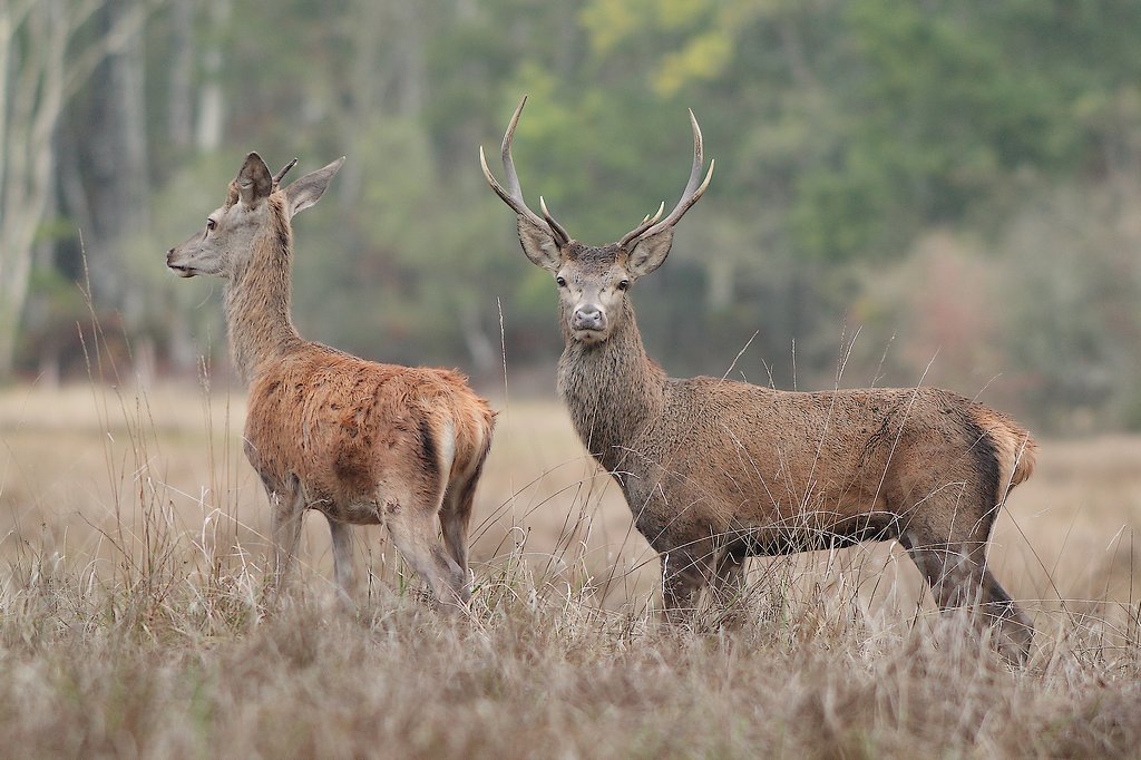 cerf brame-6.JPG