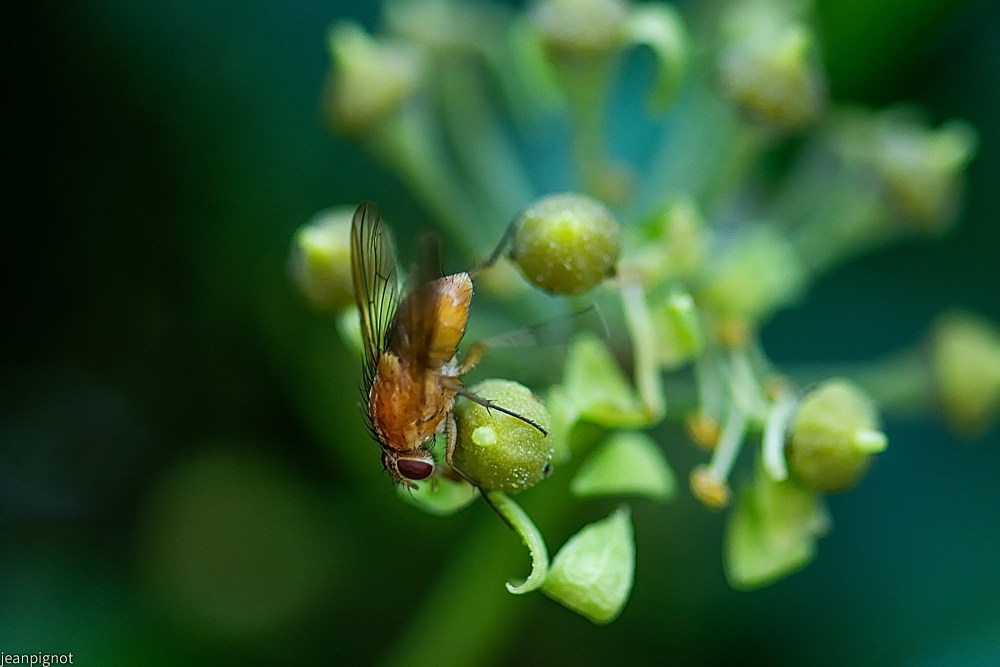 N6 mouche domestique claire.JPG