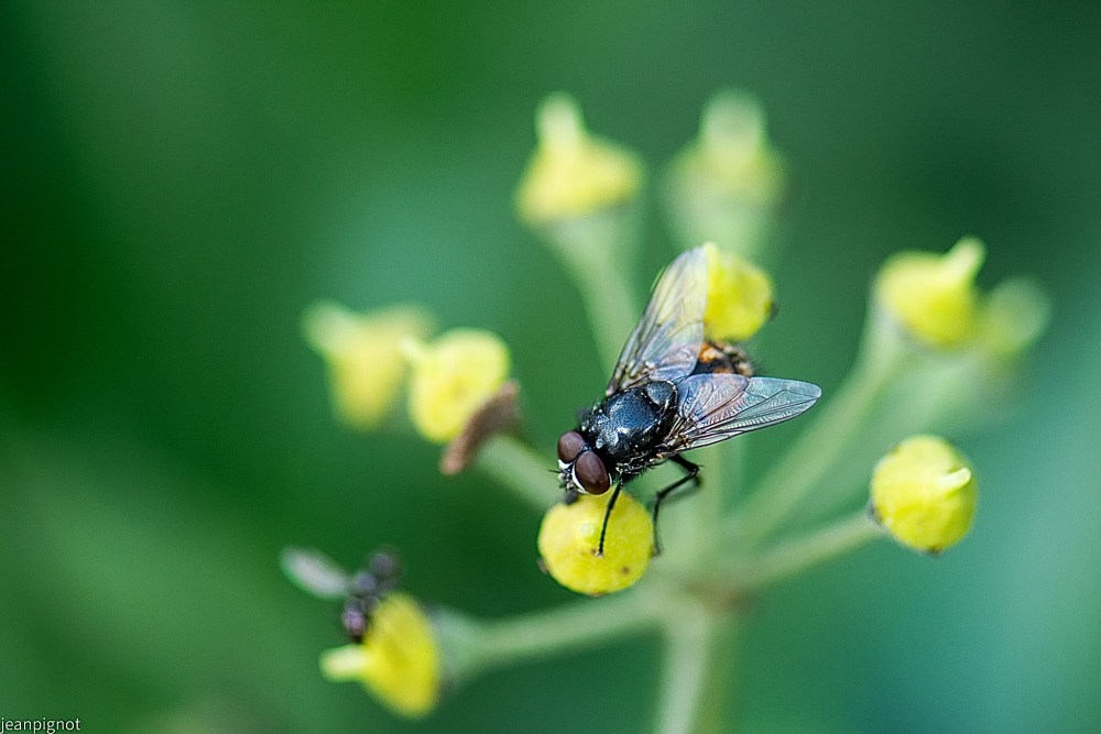 N5 mouche domestique foncé.JPG