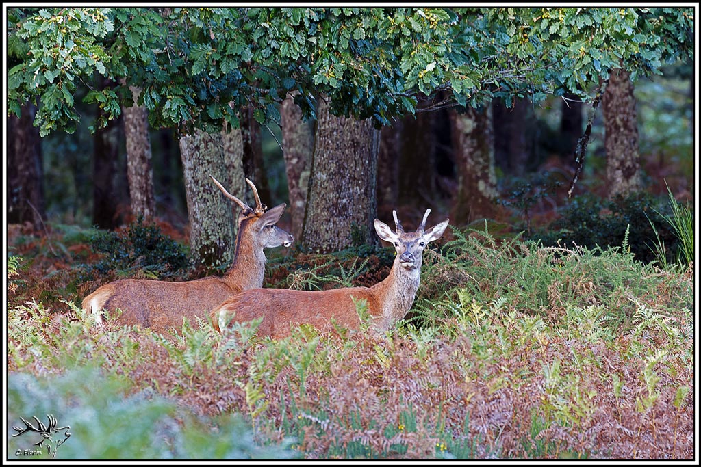 cerf(9667).jpg