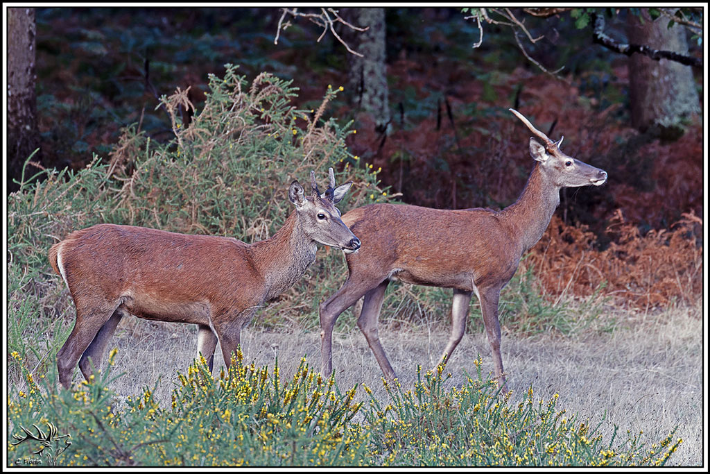 cerf(9681).jpg