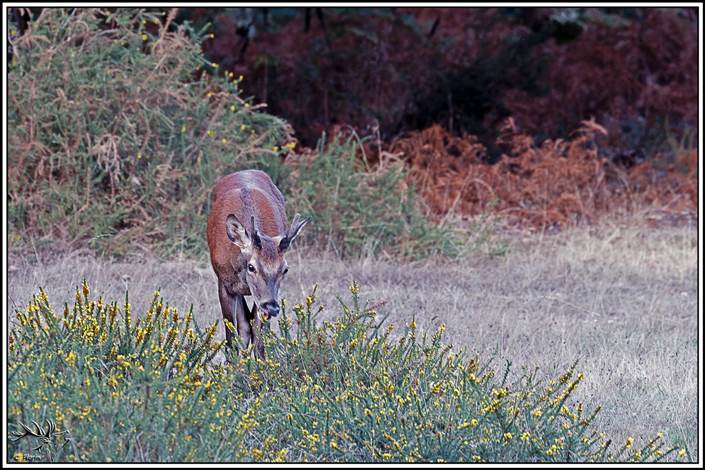 cerf(9690).jpg