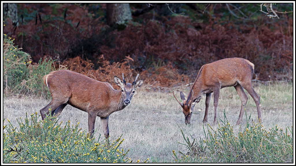 cerf(9694).jpg