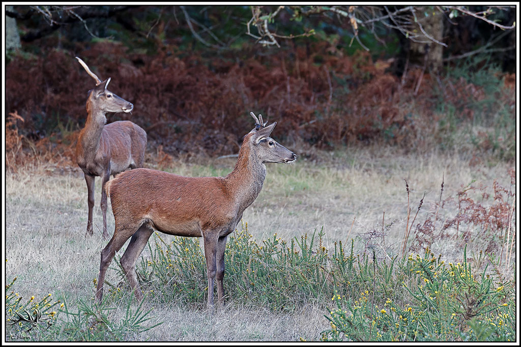 cerf(9700).jpg