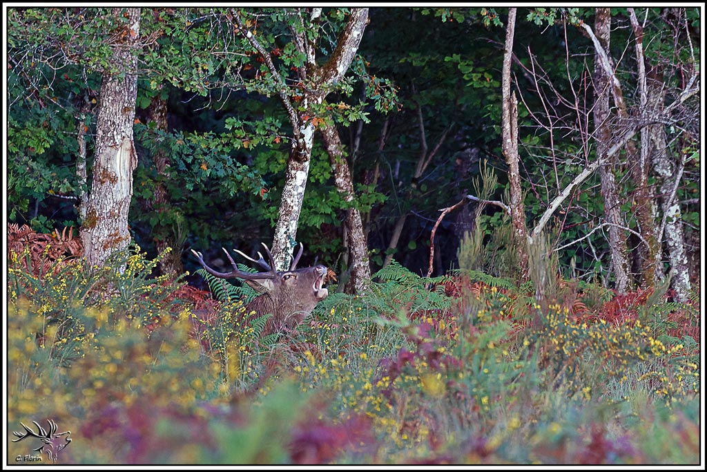 cerf(9704).jpg