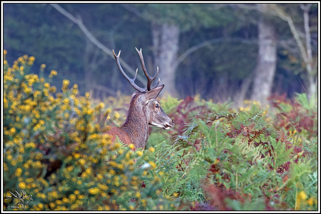 cerf(9707).jpg
