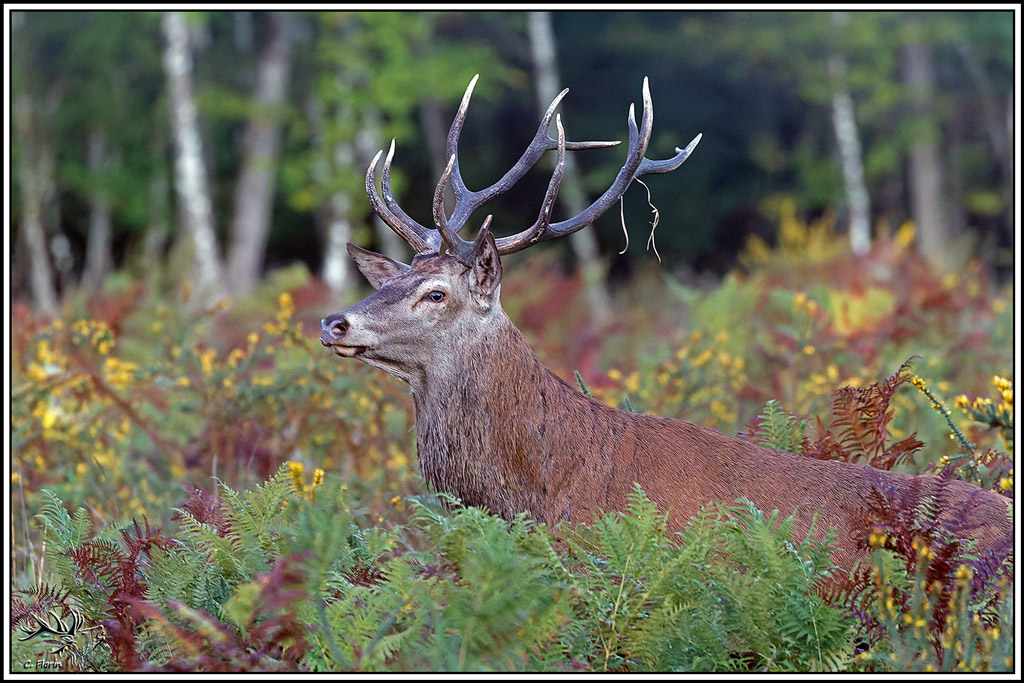 cerf(9708).jpg