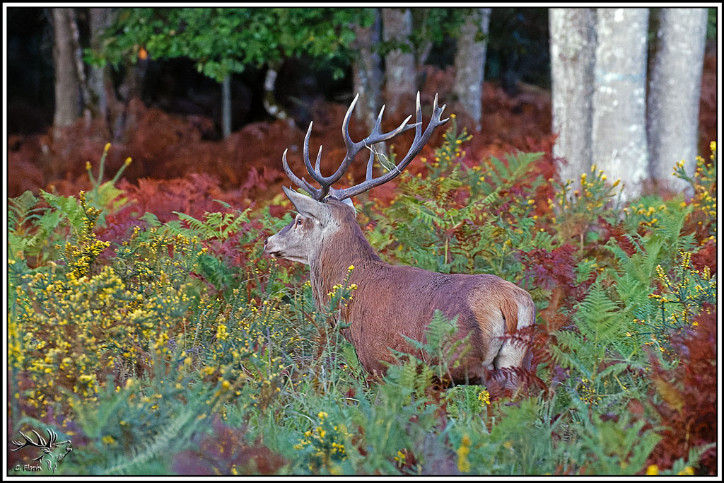 cerf(9715).jpg