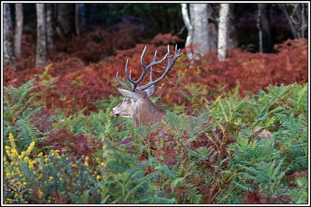 cerf(9717).jpg