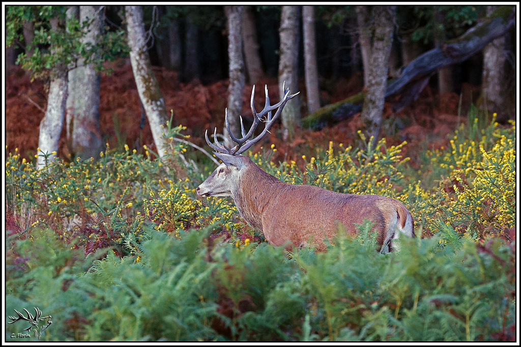 cerf(9719).jpg