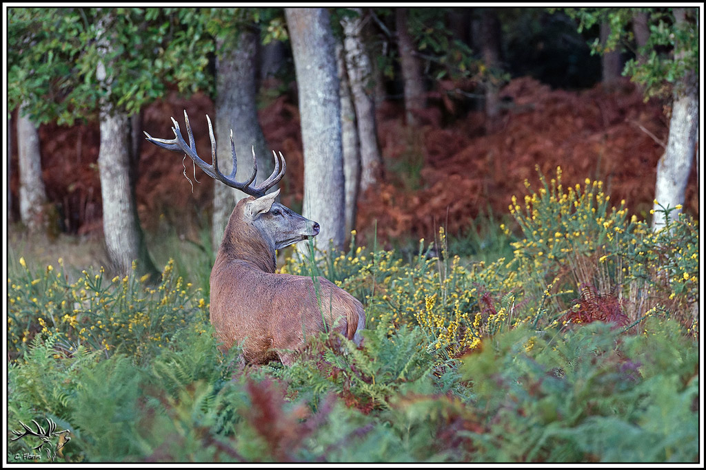 cerf(9720).jpg