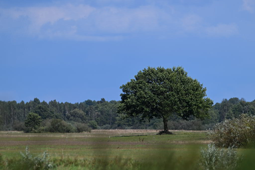 ZSC_2787.JPG