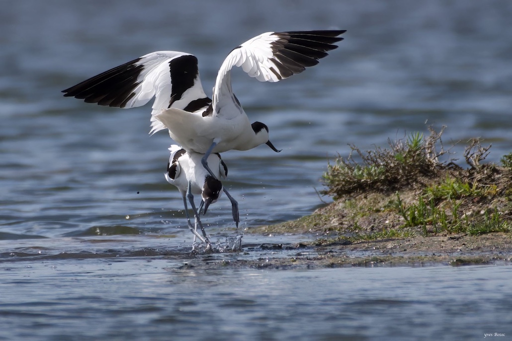 avocettes élégantes 2 loix en ré 3.jpg