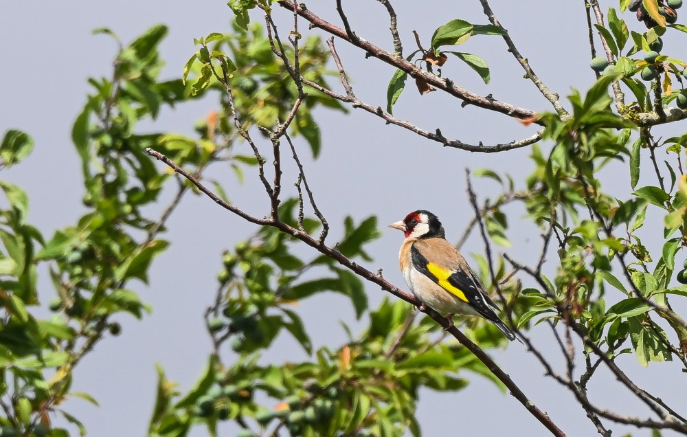 DSC_4024_001DSC_4024.JPG