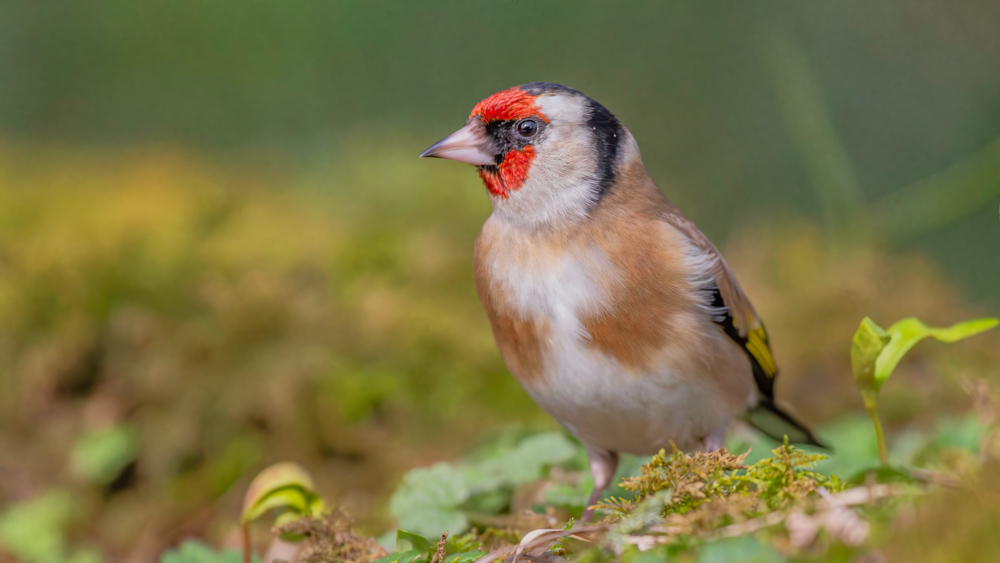 IMG_4015-Avec accentuation-Bruit-Modifier.jpg