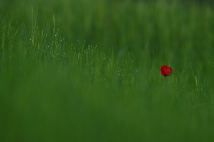 Coquelicot..JPG