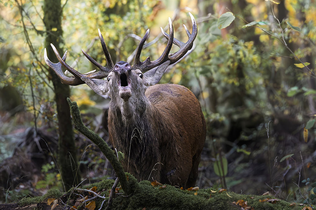 cerf1.jpg