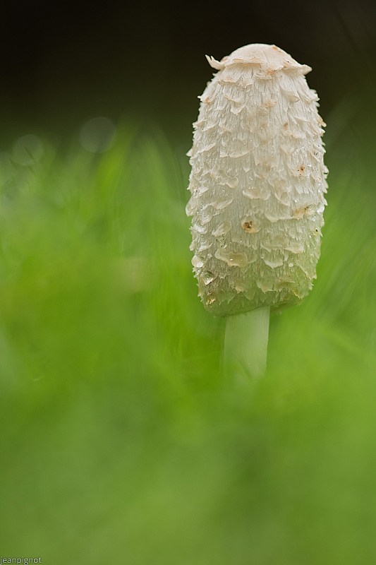DSC_8661_001DSC_8661.JPG