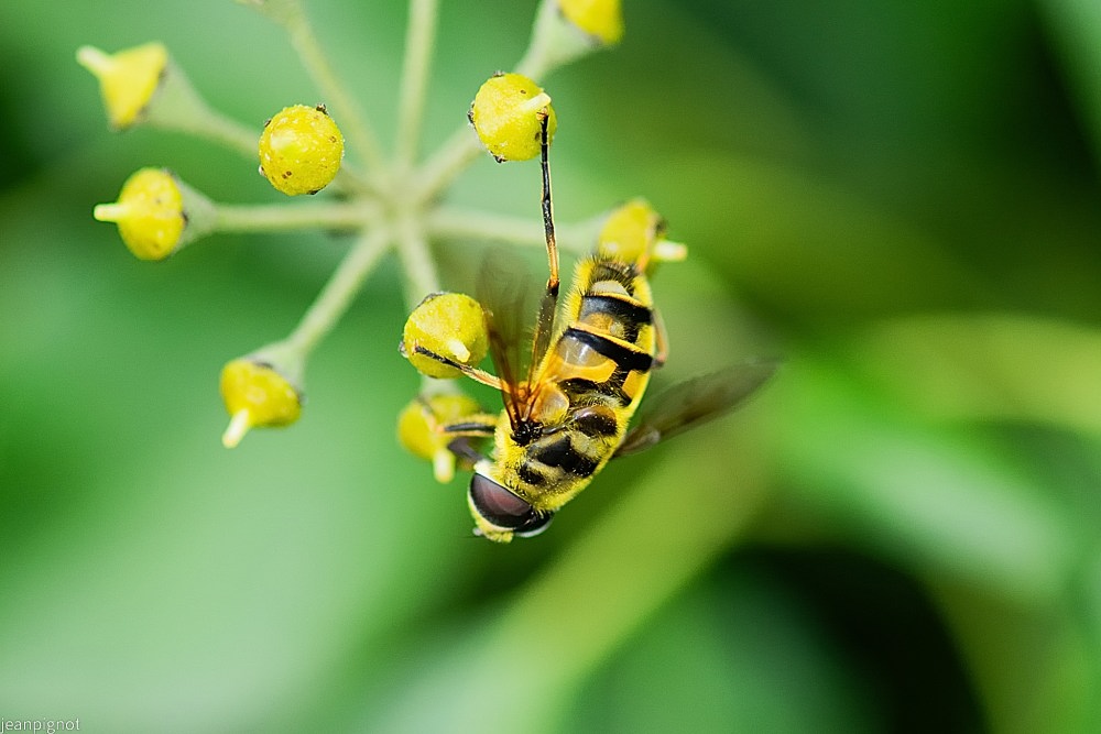 N5 syrphus vitripennis.JPG
