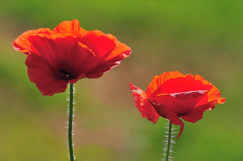 DSC_4660_Duo de coquelicots...jpg