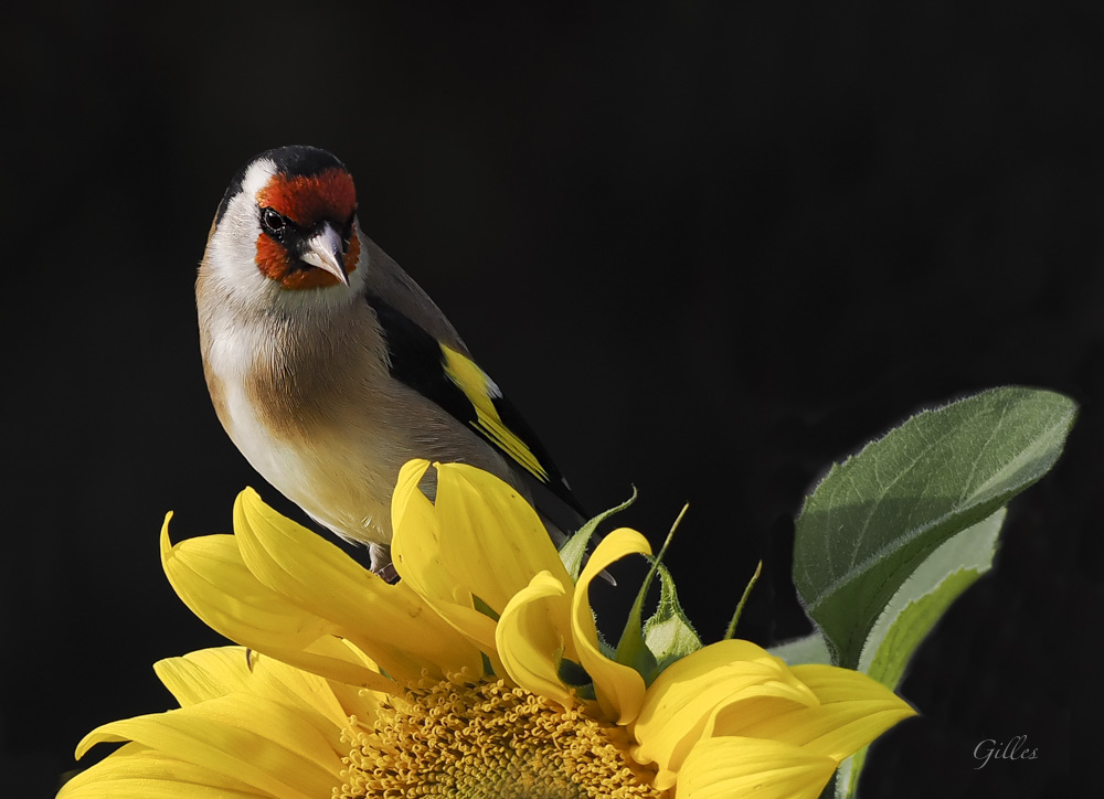 Chardonneret tournesol.jpg