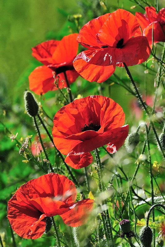 DSC_4724 Coquelicots...jpg