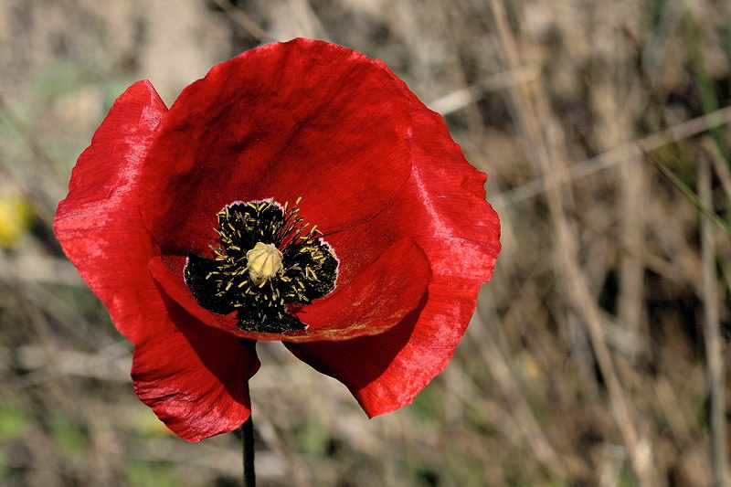 RCT_8643 coquelicot ...jpg
