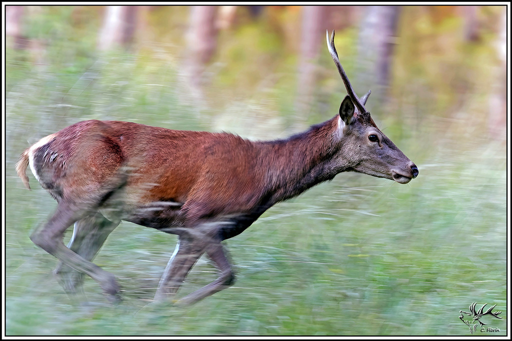 cerf(9722).jpg