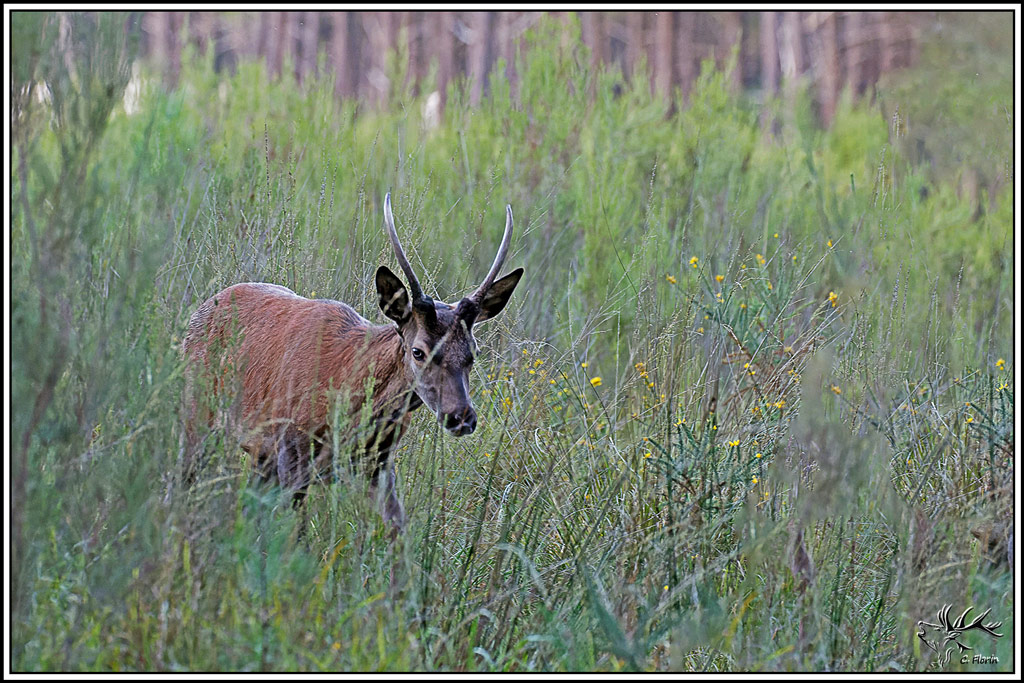 cerf(9725).jpg